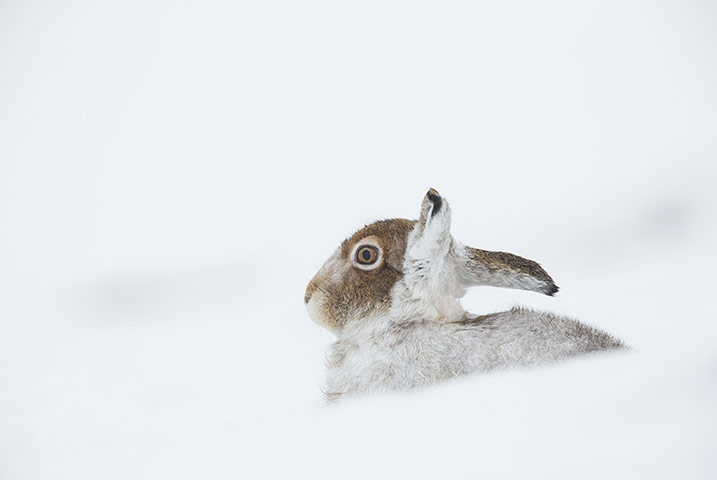 Week in Wildlife: Snow and wildlife, Inverness-shire, Scotland