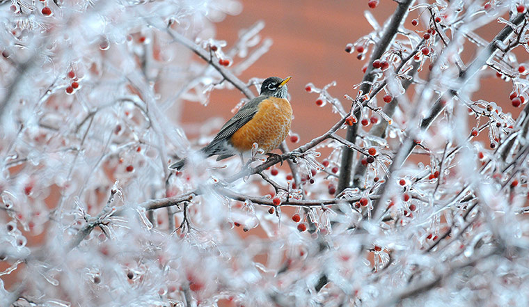 Week in Wildlife: An American Robin