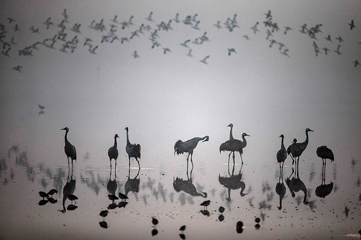 Week in Wildlife: A flock of migrating cranes is seen at the Hula Lake 