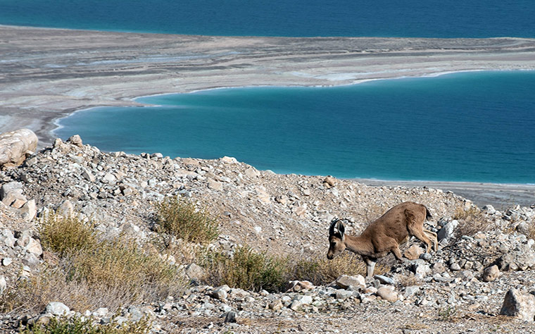 Week in Wildlife: Tripartite Deal To Connect Red Sea With Shrinking Dead Sea