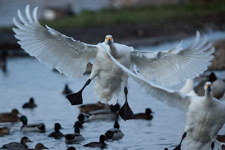Week in Wildlife: Bewick’s Swans touch down at WWT Slimbridge in wild weather