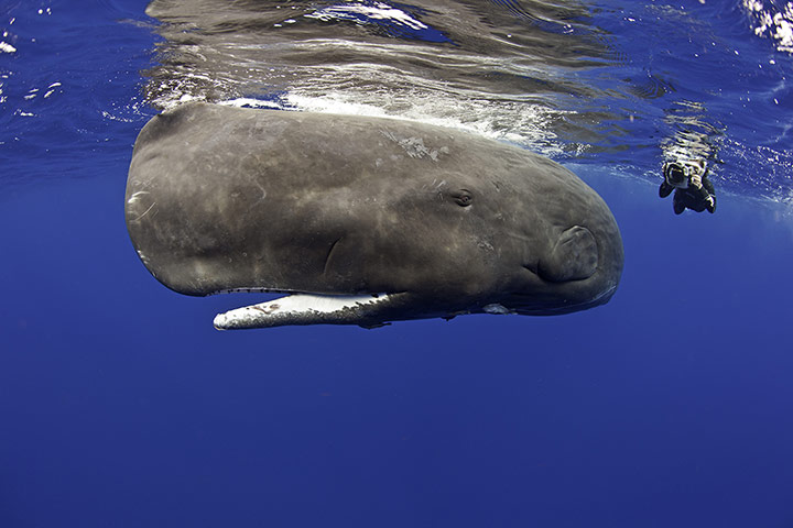 20 Photos: Sperm Whales Swims Across The Coast Of Dominica In Caribbean