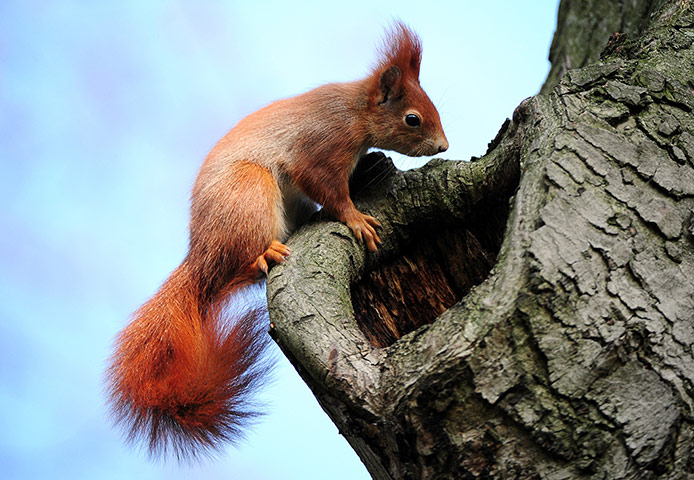 Week in wildlife: Curious squirrel