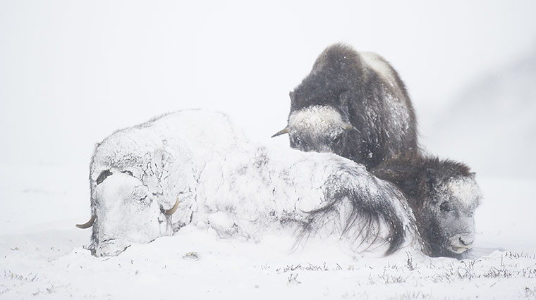 Week in wildlife: Musk oxen, Dovrefjell National Park, Norway
