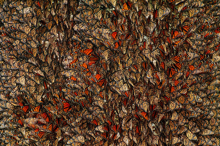 Week in wildlife: Monarch butterflies, Danaus plexippus, Michoacan, Mexico