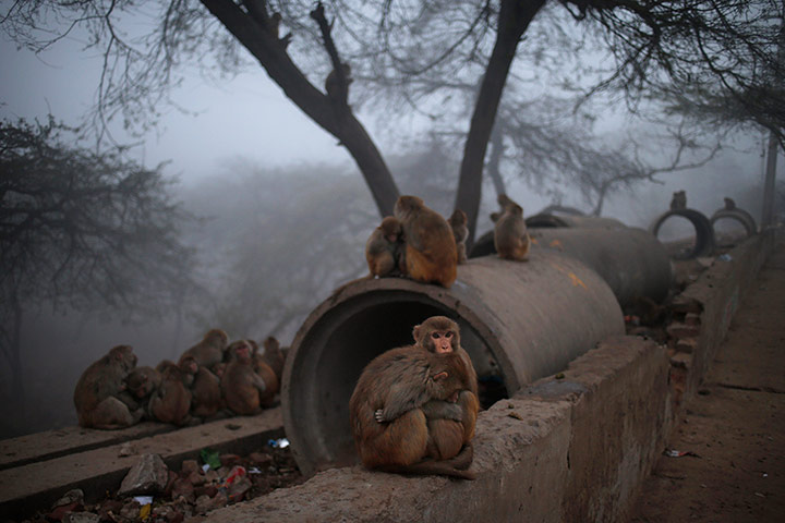Week in wildlife: Monkeys huddle together
