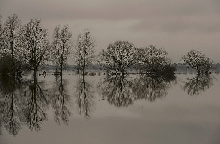 Week in wildlife: Flooding Continues To Affect People's Lives On The Somerset Levels