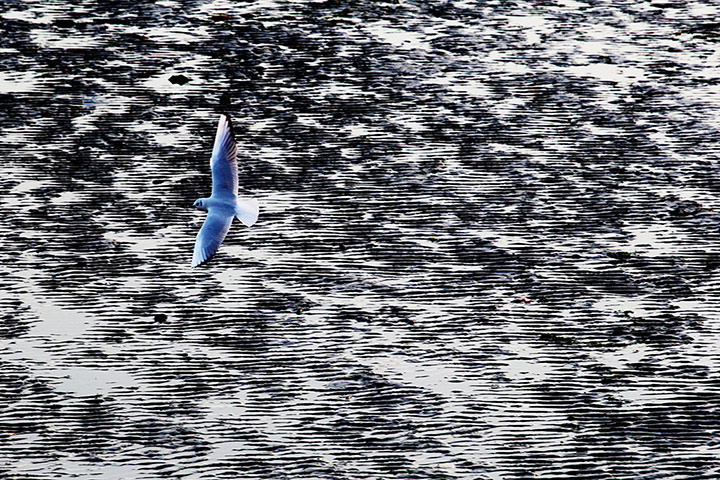 Week in wildlife: A Seagull Seen Flying Over The Beach In Qingdao, China