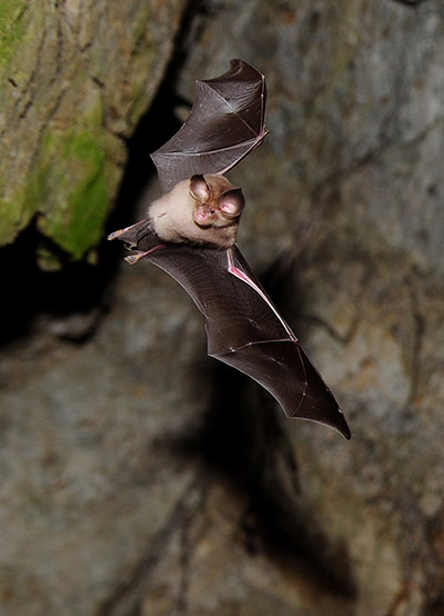 Week in wildlife: A bat flies in a cave by the river Danube
