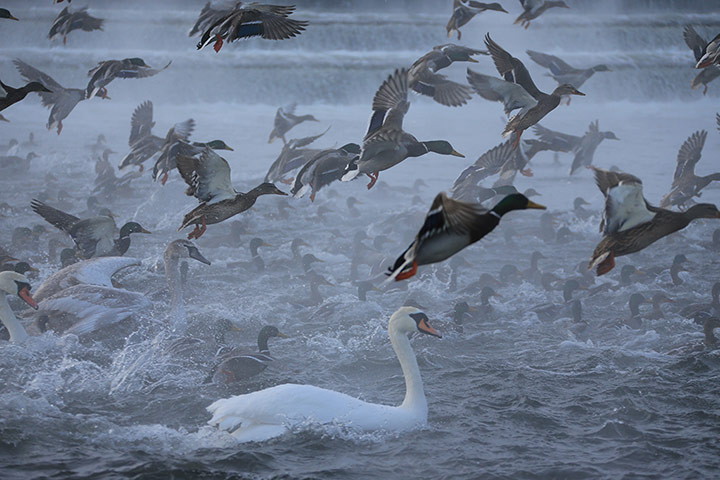 Week in wildlife: Severe frost threatens wild birds