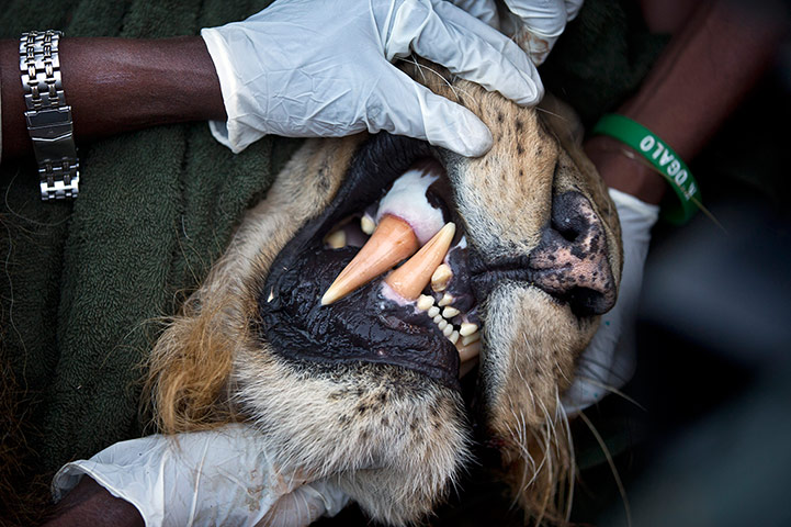 Week in wildlife: a tranquilized male lion