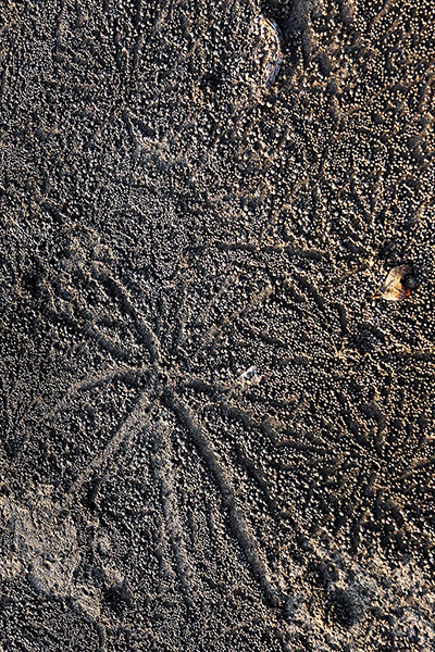 Week in wildlife: Crab tracks in the sand