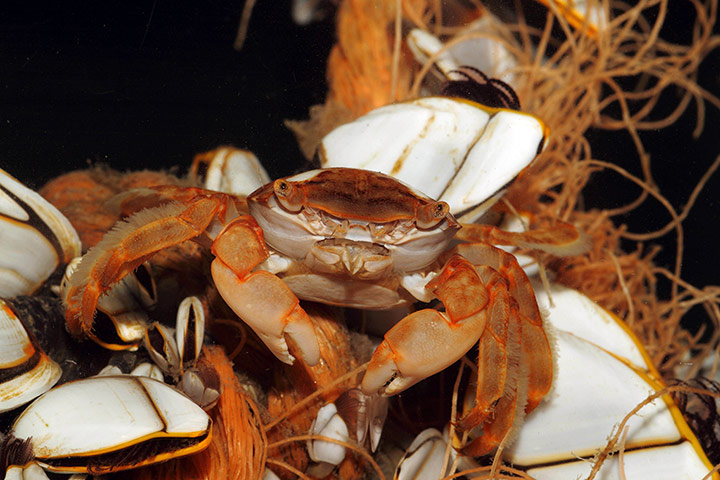 Week in wildlife: Columbus crab