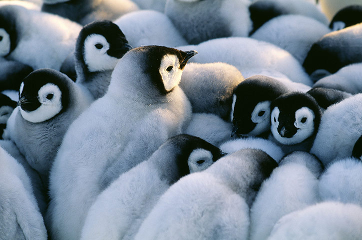 Week in wildlife: 'Penguins: Close Encounters' book by David Tipling 