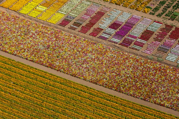 Flower fields, Lompoc, california, USA 2013