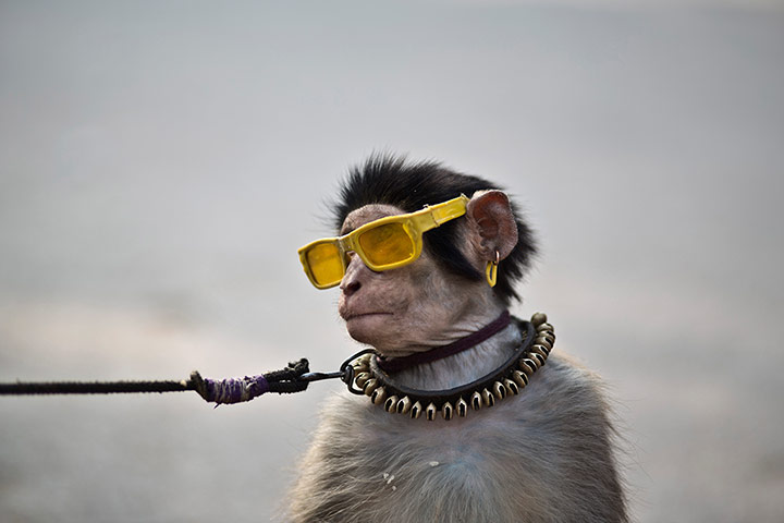 20 Photos: A trained monkey sits next to his owner as they wait for customers