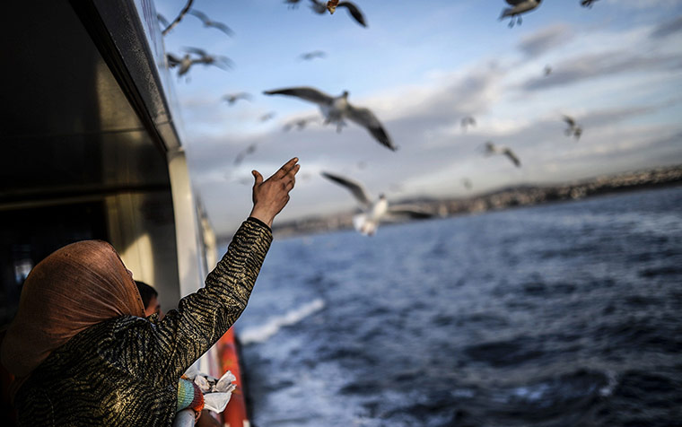 20 Photos: A Syrian refugee family feed seagulls while crossing the Bosphorus 