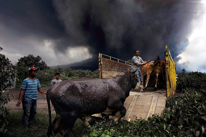 Mount Sinabung: Villagers evacuate their cattle after the National Disaster Management Agen