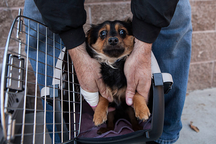 Weekend in pictures: One of 50 dogs at the Front Street Animal Shelter in Sacramento, California