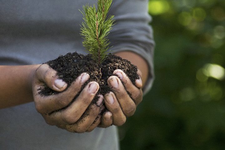 Climatecare Planting a Tree