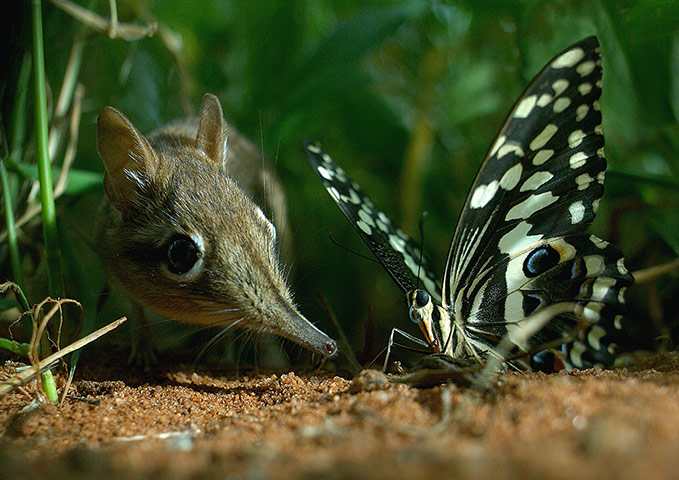 BBC Hidden Kingdoms: A Sengi  investigates a Swallowtail butterfly on its trail