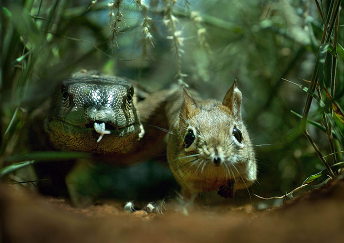 BBC Hidden Kingdoms: A Sengi is chased down its trail by a Savannah Monitor lizard