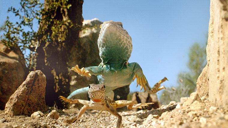 BBC Hidden Kingdoms:  A Collared Lizard chases a Zebra-tailed Lizard in America's Sonoran Deser