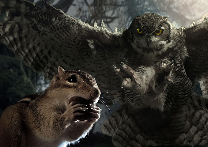 BBC Hidden Kingdoms: Chipmunk and Owl in Northern Temperate Forest
