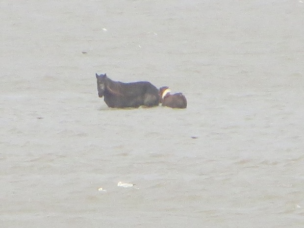 Aare and foal left out during high tide at Loughor Estuary, Wales