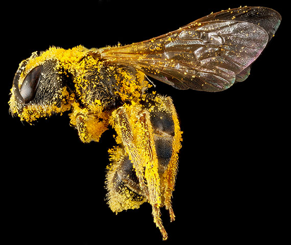 IMG:http://static.guim.co.uk/sys-images/Guardian/Pix/pictures/2014/1/8/1389178642253/Macro-photograph-of-bee-4-004.jpg