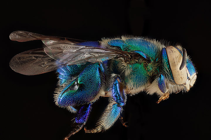 Macro bees: Macro photograph of bee #5