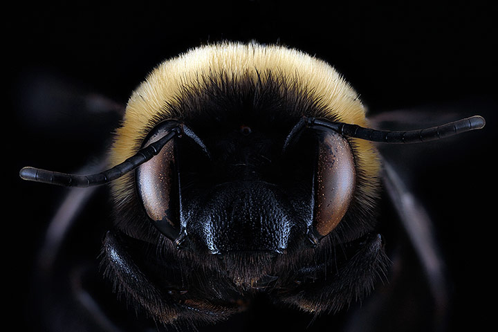 Macro bees: Macro photograph of bee #13
