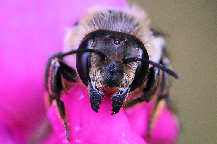 Your Pics - Resolutions: close-up photo of a bee on a pink flower
