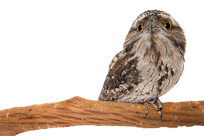 Baby: Tawny Owl