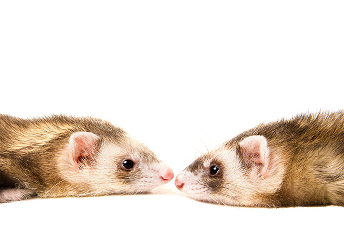 Baby: Ferrets resting