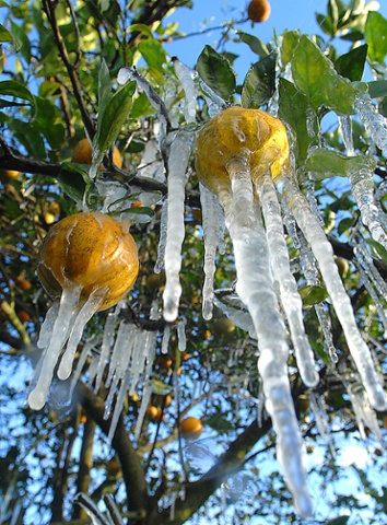 Oranges encased in ice after an overnight frost at Bellamy Grove, Iverness in Florida.