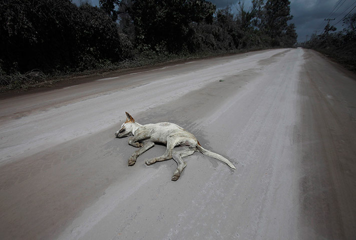 Mount Sinabung volcano: A dead dog lies on a street covered in ash 