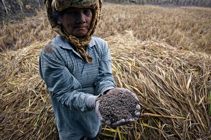 Mount Sinabung volcano: Villagers Panic As Mount Sinabung's Volcanic Ash Reaches Their Homes