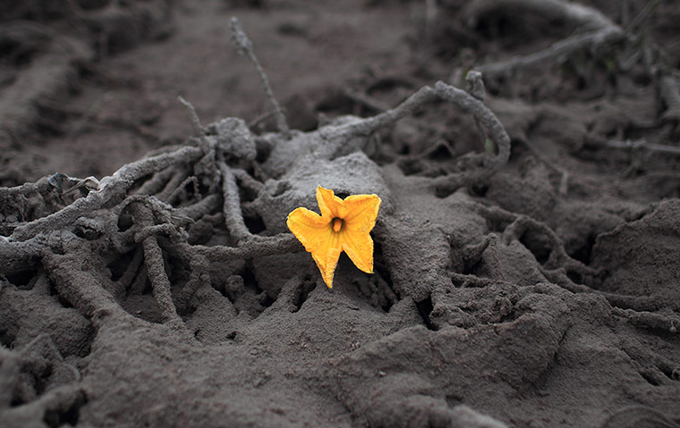 Mount Sinabung volcano: A flower is surrounded by ash 