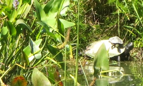 cooter hatchling riding on its mothers back