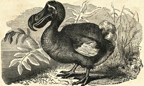 Engraving of a Dodo Bird