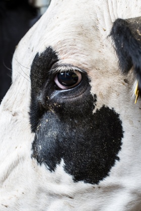 A cow at Bakers Dairy Farm in Haselbury Plucknett, Somerset