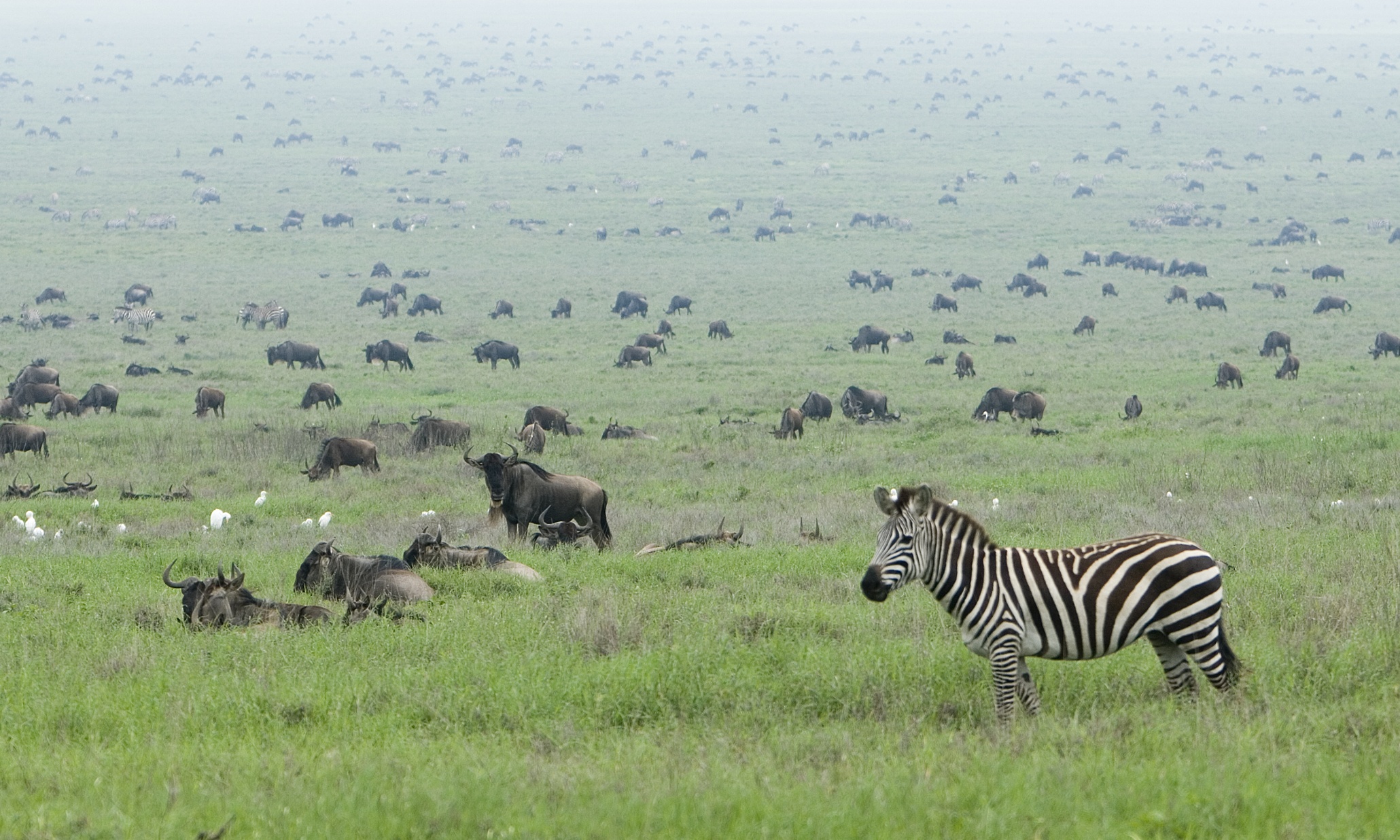 A zebra on the edge of a herd of wildebeest