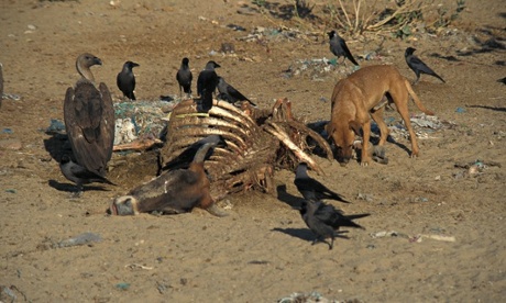 Phamarceutical pollution : Rapid Decline in Vultures in India 