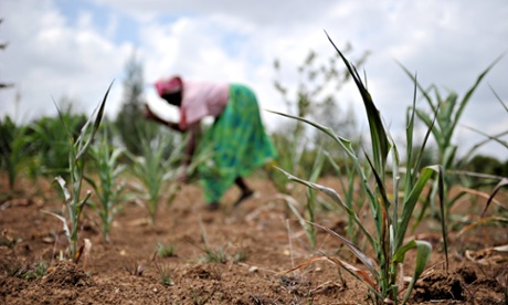 A Kenyan farmer bags dried up maize sprouts