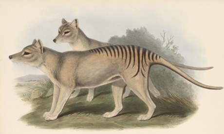 Thylacine