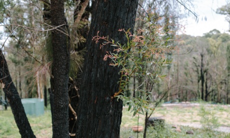 Bushfire regrowth