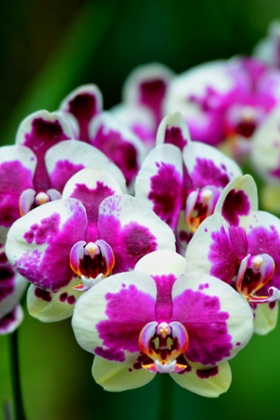 Orchids in Singapore's National Orchid Garden
