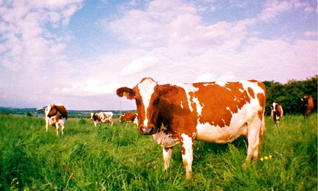 Old-fashioned organic … cows at the North Aston microdairy in Oxfordshire