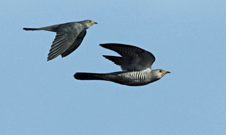 Cuckoo in flight